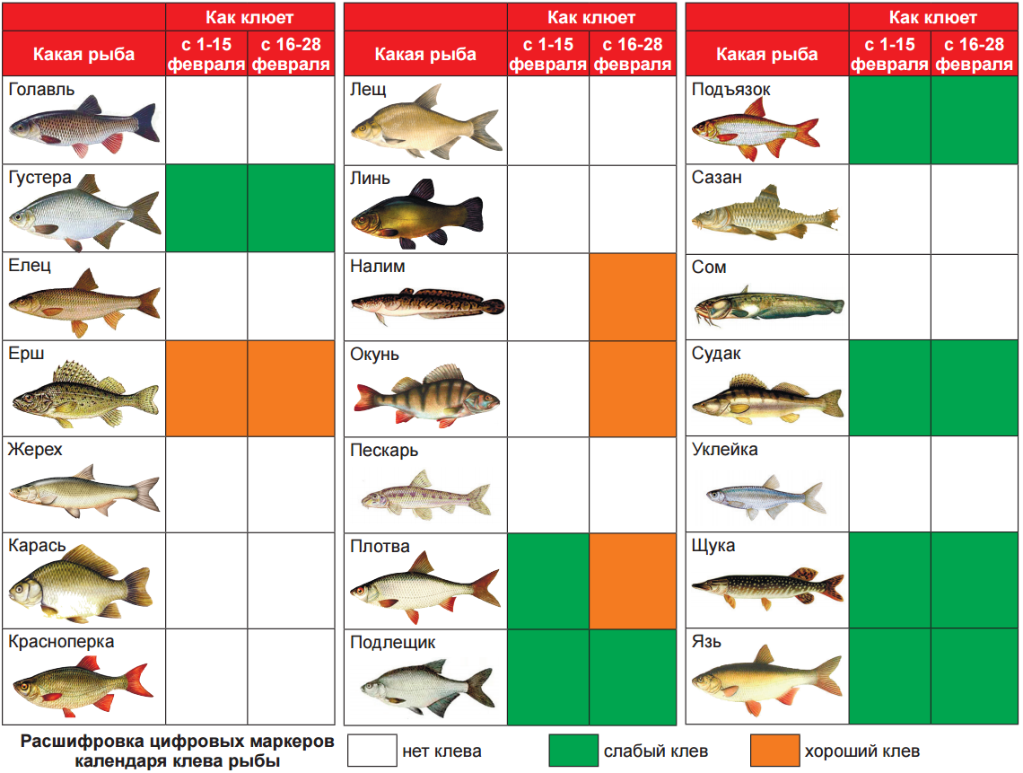Таблица рыболова. Какая рыба когда будет клевать. Таблица зимних рыбалок. Какая рыба на что клюет. Клев после