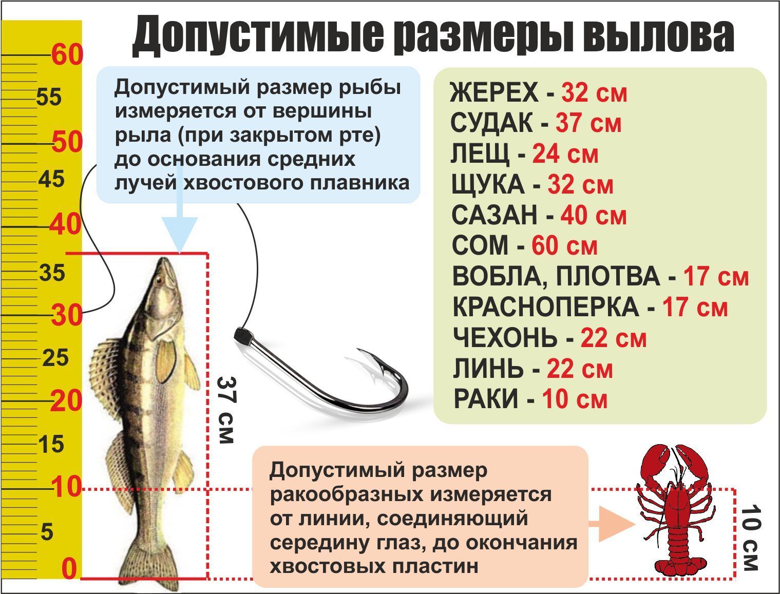 Какую рыбу можно ловить. Размеры судака для ловли. Размер рыбы разрешенной к вылову. Допустимые Размеры вылова рыбы. Размеры рыб для ловли.