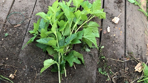 Заготовка и посадка черенков смородины 